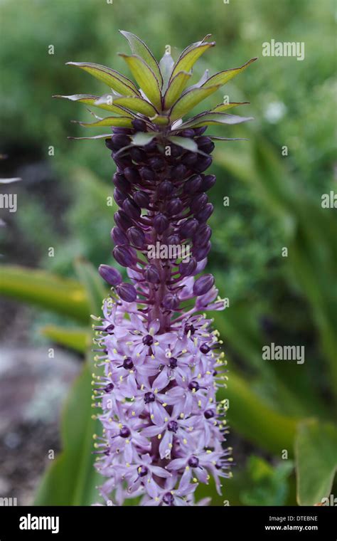 Eucomis comosa (Pineapple Lily) in bloom Stock Photo - Alamy