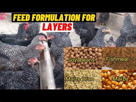 How To Mix Feed For Starters Growers And Layer Chicken Feed