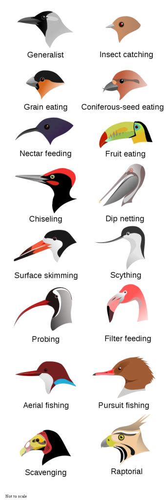 Diet & Beak Shape : Montana Science Partnership