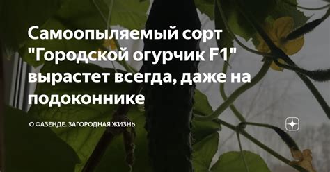 Самоопыляемый сорт "Городской огурчик F1" вырастет всегда, даже на ...