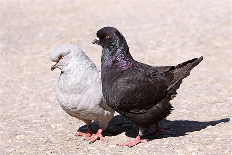 Advancing Into the World of Pigeon Farming - Backyard Poultry