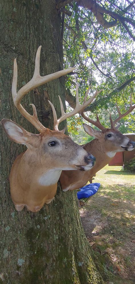 Lasting Memories Taxidermy | Glen Rock PA