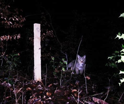 BUND Untersuchung belegt Rückkehr der Wildkatzen bei Waldbröl nach 70