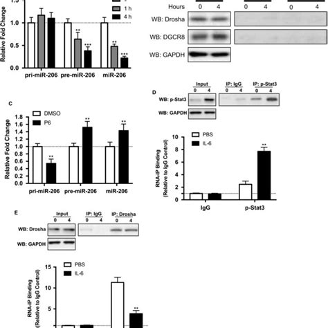 IL6induced PStat3 Interacted With Drosha DGCR8 Complexes And