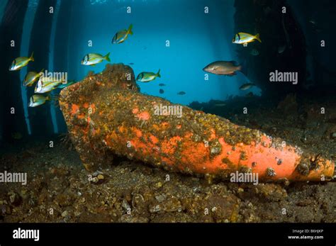 Coral Reef Pollution Hi Res Stock Photography And Images Alamy