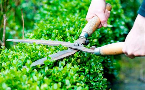 Why Is A Pruning Saw Curved? [ Quick Answer ] - Saw Facts