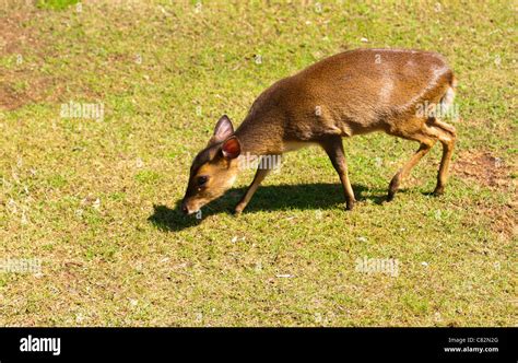 Reeves Muntjac Stock Photo Alamy