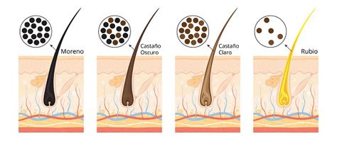 La Melanina ¿amiga O Enemiga Microbacterium