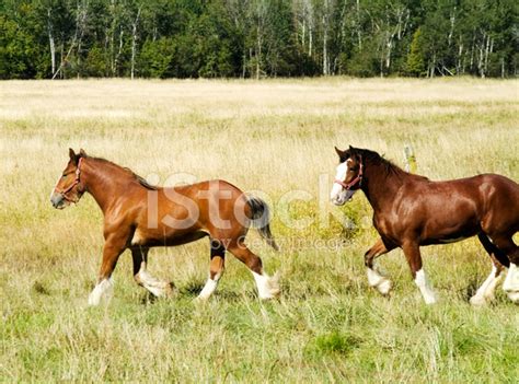 Two Clydesdale Horses Running Stock Photo Royalty Free Freeimages