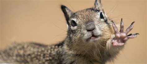 The California Ground Squirrel | Critter Science