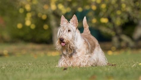 38 Non-Shedding Dog Breeds (Recommended for Allergic People!)