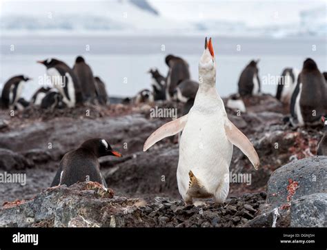 Leucistic penguin hi-res stock photography and images - Alamy