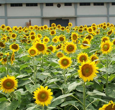 Hybrid Sunflower Seeds At Best Price In Hyderabad By Ganga Kaveri Seeds