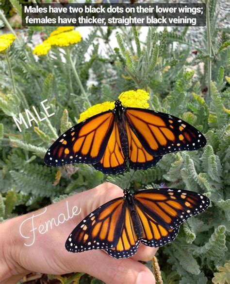 All About Monarchs How To Attract Raise And Release Monarch