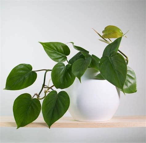 11 Best Indoor Vines And Climbers You Can Grow Easily In Your Home - Green Fingers - GFinger is ...