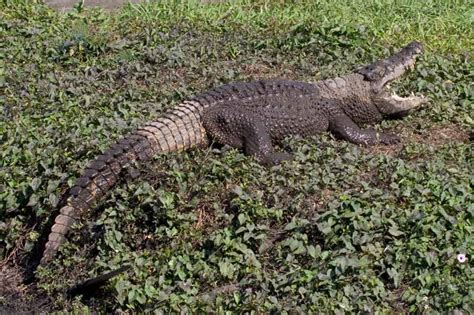 Cuban Crocodile (Crocodylus rhombifer)