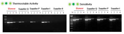 AccuPower RocketScript RT PCR Master Mix 2X 1ml