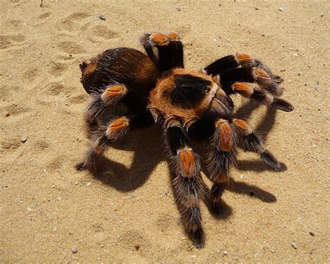 Red Knee Tarantula - True Wildlife Creatures