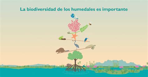 2 De Febrero Día Mundial De Los Humedales Secretaria De Ambiente Y