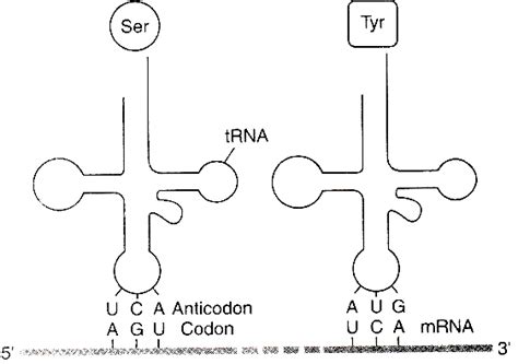 Simple Trna Structure