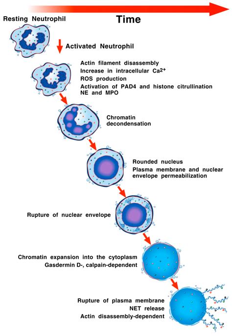 Cells | Free Full-Text | Neutrophil Extracellular Traps in Asthma ... 