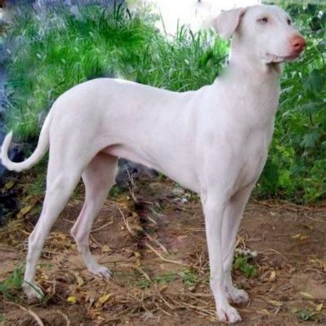 Rajapalayam vs Azawakh - Breed Comparison | MyDogBreeds