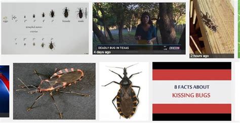 Warning: Deadly Kissing Bugs Spreading Across Nation! – OddYap Strange ...