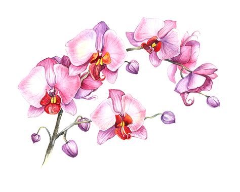 Watercolor Orchids Collection Flowers Behance