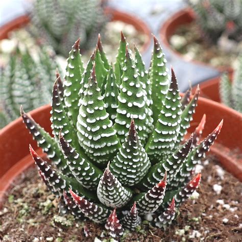 Haworthia reinwardtii f. chalumnensis [large] | MCG™