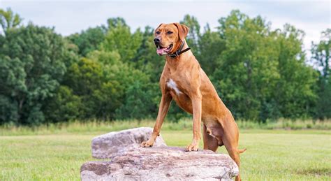 Living with an Intact Male Dog - The Accidental Bird Dog