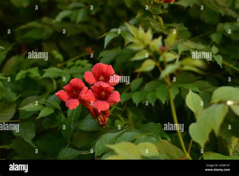 Beautiful Red Flowers Of The Trumpet Vine Or Trumpet Creeper Campsis