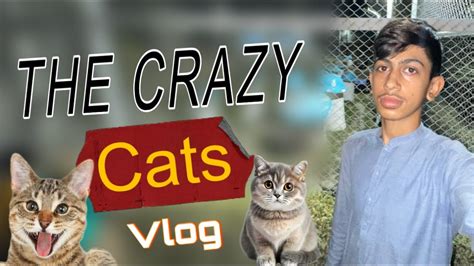 Crazy Cats Gay Aj Billian Hi Billian New Vlog YouTube