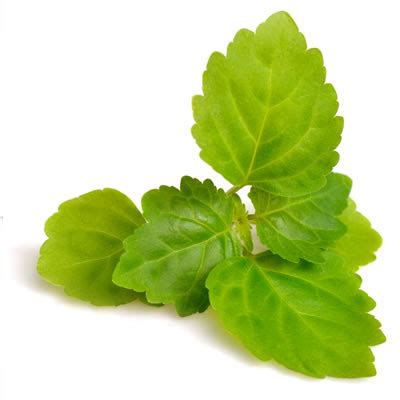 patchouli oil  green potionista