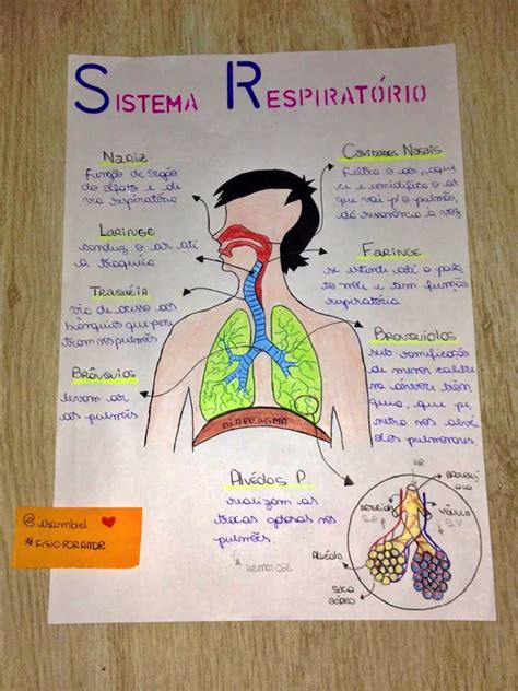 Sistema Respiratorio Humano Mapa Mental