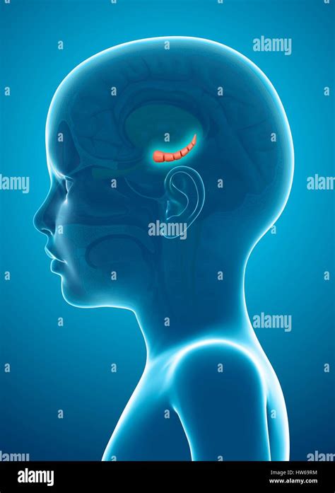 Hippocampus brain hi-res stock photography and images - Alamy 