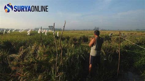 Serangan Burung Pipit Bikin Petani Mojokerto Menderita Panen Padi