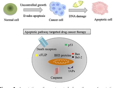 Pdf Understanding Apoptosis And Apoptotic Pathways Targeted Cancer