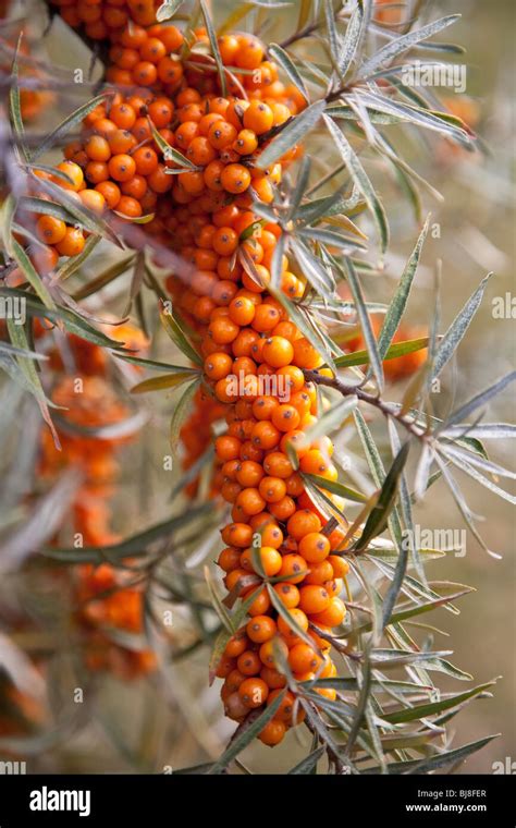 Sea Buckthorn Hi Res Stock Photography And Images Alamy