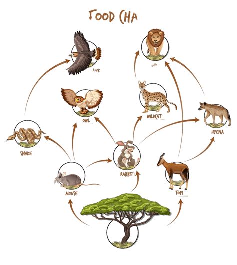 Food Chain Diagram Concept Hawk Diagram Safari Vector Hawk Diagram