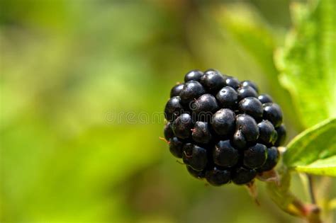 Organic Blackberry Macro On Green Stock Image Image Of Close Plant