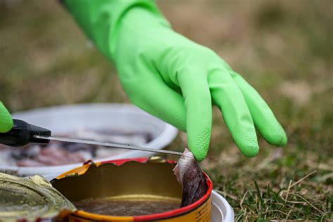Fermented smelly Swedish fish: Surströmming - ScandiKitchen