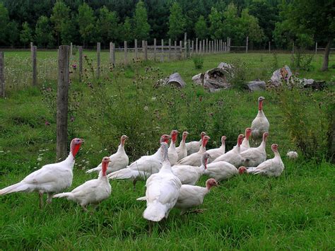 Free Roaming Turkeys on a Lush Green Field