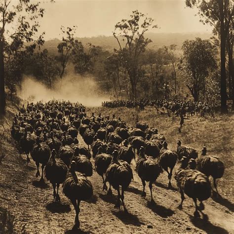 The Great Emu War Of 1932 Australias Feathered Foe