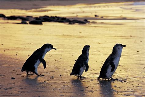 Guide To Phillip Island Tourism Australia