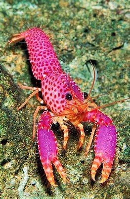 The Pink Reef Lobster | Beautiful sea creatures, Underwater life, Sea ...