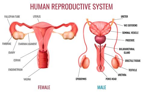 Premium Vector Realistic Set Of Male And Female Human Reproductive System With Labelled Parts