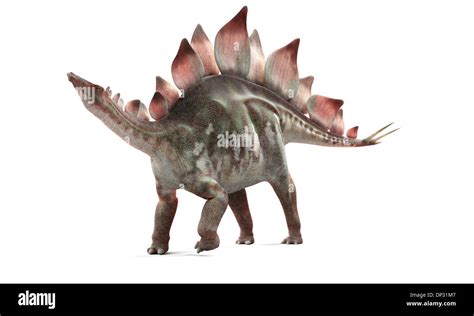 Stegosaurus Dinosaur Fotografías E Imágenes De Alta Resolución Alamy