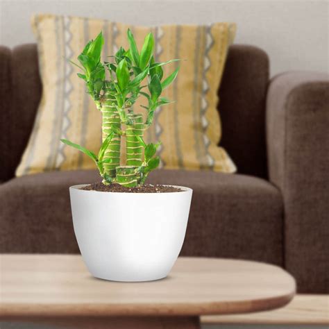 Lucky Bamboo Lotus Plant With Pot Lotus Tiger Lucky Bamboo