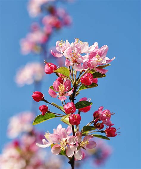 How to prune crabapple trees - expert trimming tips | Homes & Gardens