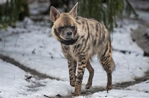 Striped Hyena Facts | Anatomy, Diet, Habitat, Behavior - Animals Time
